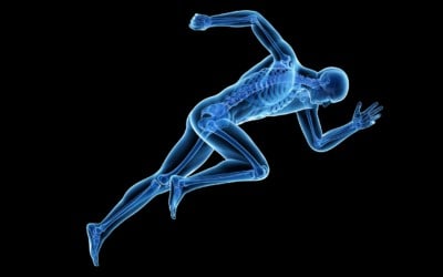 Your Bones are Part of Your Metabolism